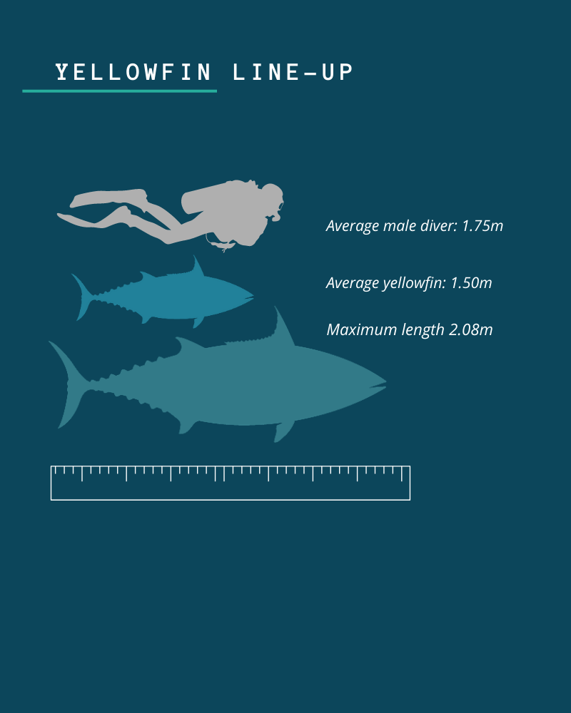 Yellowfin Tuna Sourcing Transparency Platform